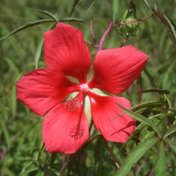 hibiskus-coccineus-texas-star-1