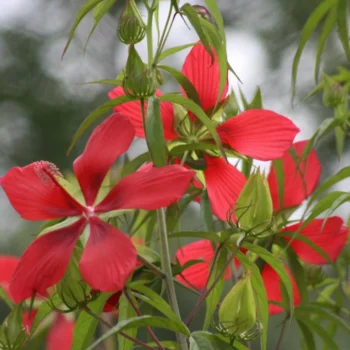 hibiskus-coccineus-texas-star-2