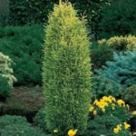 juniperus-gold-cone-1