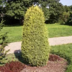 juniperus-gold-cone-2