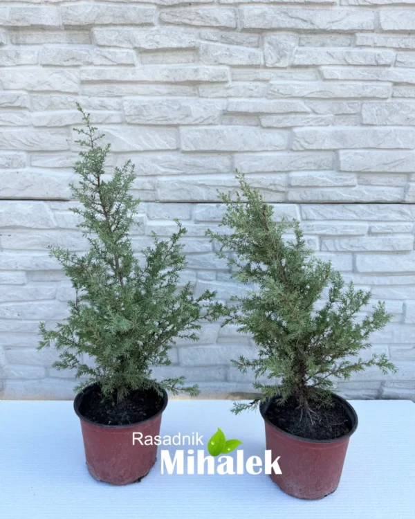 juniperus-gold-cone-sadnica-2