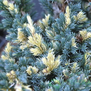 juniperus-squamata-floriant-2