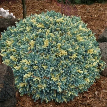 juniperus-squamata-floriant-3