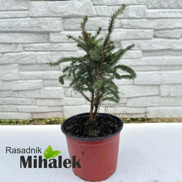 picea-glauca-echiniformis-sadnica