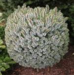 picea-sitchensis-tenas-1