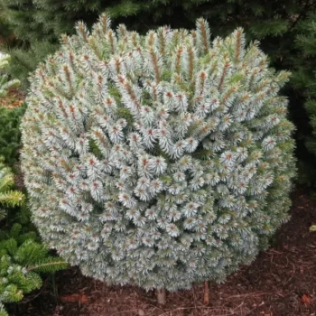 picea-sitchensis-tenas-1