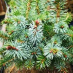 picea-sitchensis-tenas-2