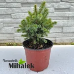 picea-sitchensis-tenas-sadnica