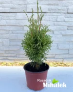 thuja-occidentalis-strasko-sadnica