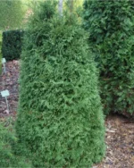 thuja-occidentalis-strasko-w.b.-1