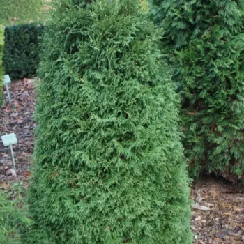 thuja-occidentalis-strasko-w.b.-1