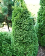 thuja-occidentalis-strasko-w.b.-2