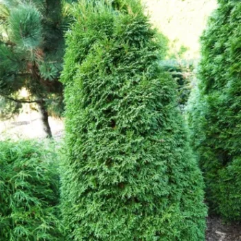 thuja-occidentalis-strasko-w.b.-2