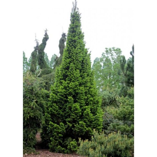 abies-alba-pyramidalis-2