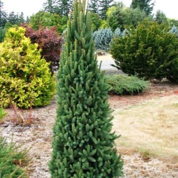 abies-alba-pyramidalis-3