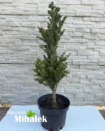 abies-alba-pyramidalis-sadnice