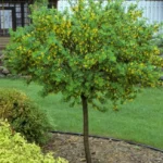 caragana-frutex-globosa-2