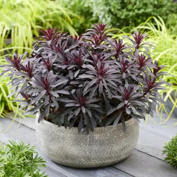 Euphorbia-amygdaloides-Miners-Merlot-1