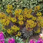 Euphorbia-amygdaloides-Miners-Merlot-2