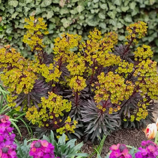 Euphorbia-amygdaloides-Miners-Merlot-2