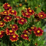 coreopsis-grandiflora-uptick-red-1