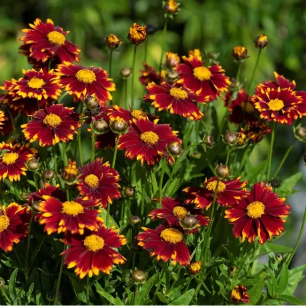coreopsis-grandiflora-uptick-red-1