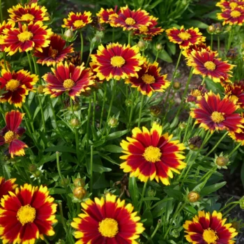 coreopsis-grandiflora-uptick-red-2
