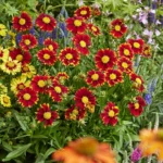 coreopsis-grandiflora-uptick-red-3
