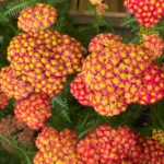 Achillea-safran-1