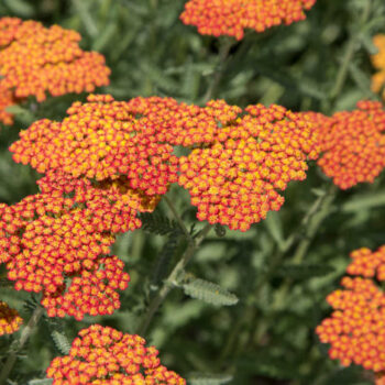 Achillea-safran-2