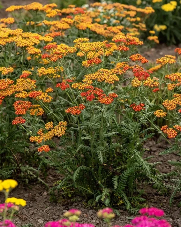 Achillea-safran-3