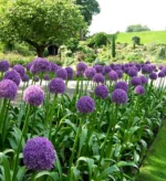 Allium-ambassador-1