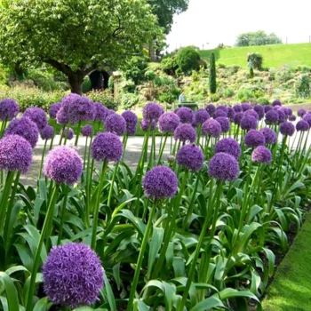 Allium-ambassador-1