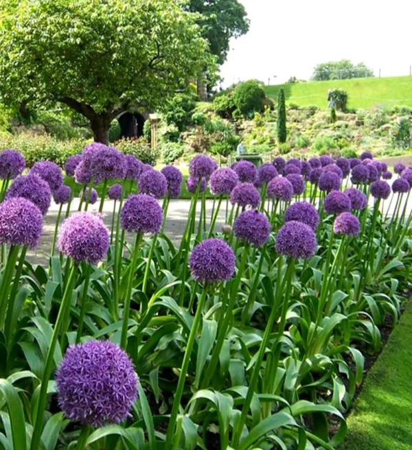 Allium-ambassador-1