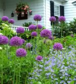 Allium-ambassador-2