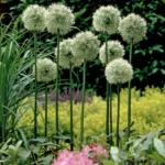 Allium-mount-everest-2