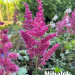 Astilba-vision-vulcano-4