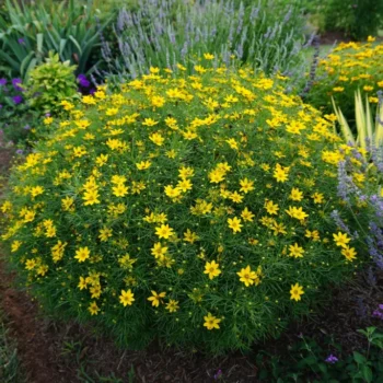 Coreopsis-verticillata-Zagreb-2