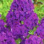 Flox-paniculata-Dusterlohe-1