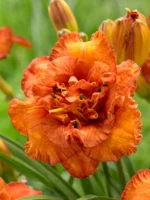 Hemerocallis-Awesome-Luck-1