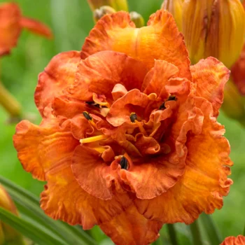 Hemerocallis-Awesome-Luck-1