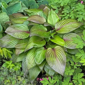 Hosta-First-Blush-2