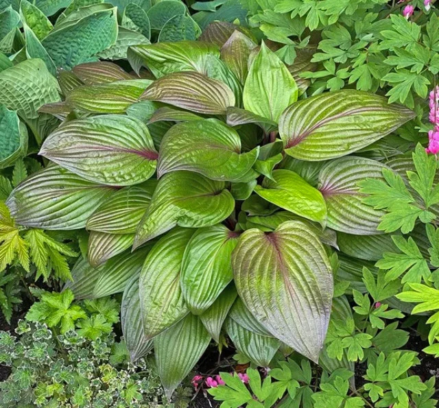 Hosta-First-Blush-2