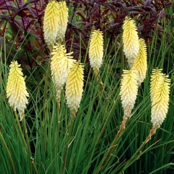 Kniphofia-Pineapple-Popsicle-1