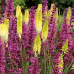 Kniphofia-Pineapple-Popsicle-2