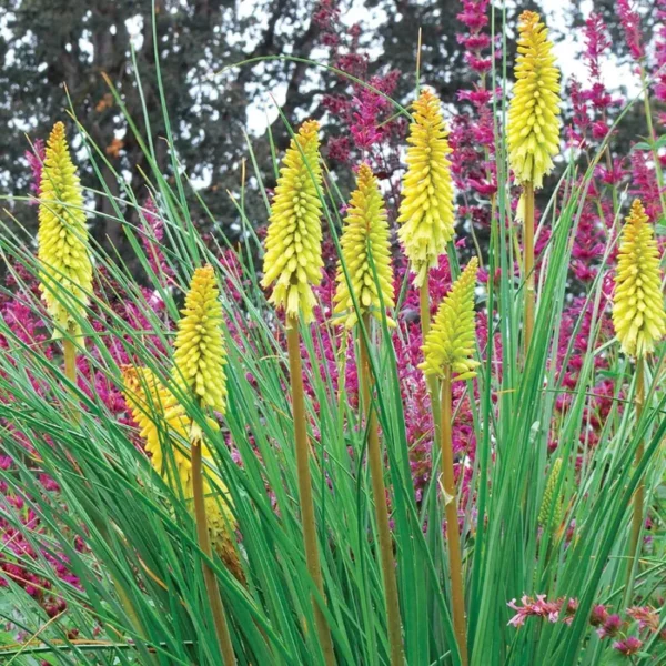 Kniphofia-Pineapple-Popsicle-3