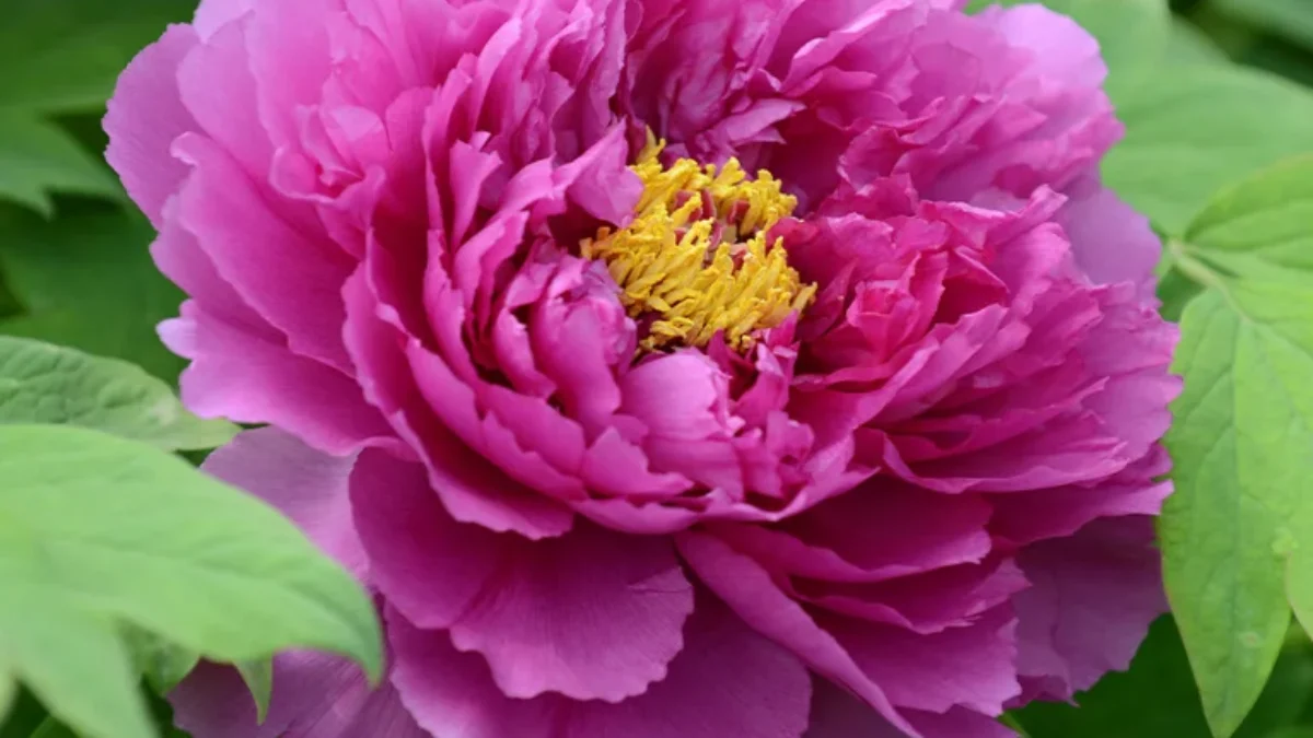 Paeonia Ling Hua Zhan Lu | Rasadnik Mihalek