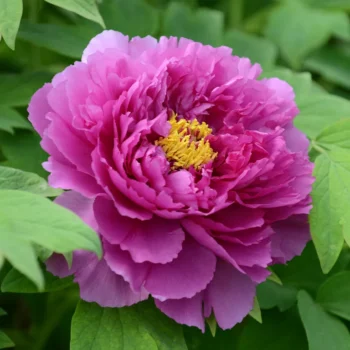 Paeonia-Ling-Hua-Zhan-Lu-1