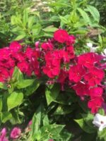 Phlox-bambini-Cherry-Crush-4