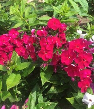 Phlox-bambini-Cherry-Crush-4